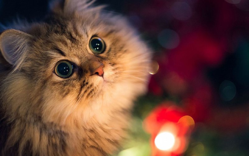 ⬇️  猫抓 Cat Catch ▎在线视频下载工具