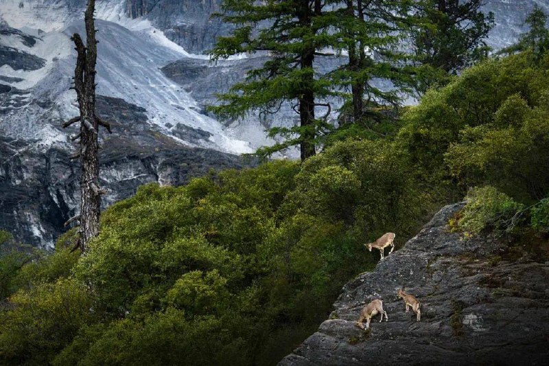 ☺️☺️让我们来欣赏下2022年 #锡耶纳国际摄影奖 的照片吧😤